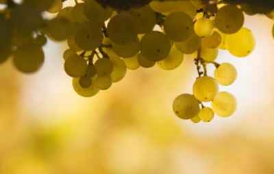 Sunny-grape-vine